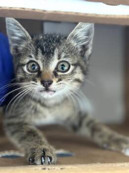 Domestic Short Hair Cats Available for Adoption in Dallas, Texas - SHAYLA | PetCurious