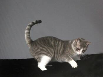 Rescue Domestic Short Hair Cats for Adoption in Floral City, Florida - EDWARD SCISSORHANDS | PetCurious