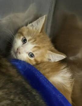 EUGENE -  Domestic Short Hair Cat Available for Adoption in Killeen, Texas - EUGENE | PetCurious