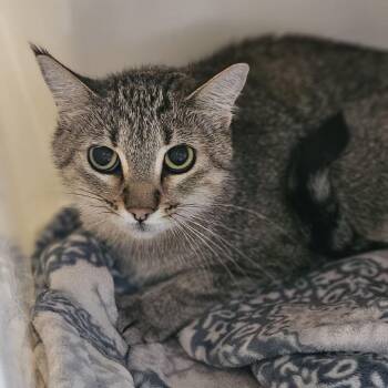 Shiloh -  Domestic Short Hair Cat for Adoption in Lakewood, Colorado - Shiloh | PetCurious