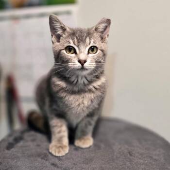 Eira -  Domestic Short Hair Cat for Adoption in Chattanooga, Tennessee - Eira | PetCurious