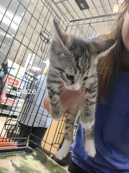 Blaze -  Domestic Short Hair Cat for Adoption in Gerrardstown, West Virginia - Blaze | PetCurious