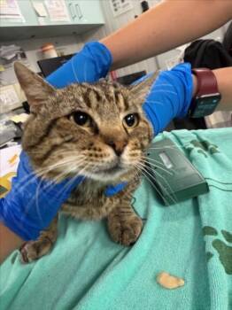 Domestic Short Hair Cats Available for Adoption in Woodland, California - *TOPAZ | PetCurious