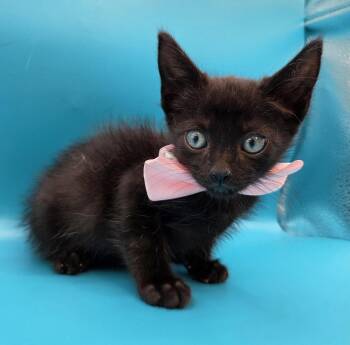 Binx -  Domestic Short Hair and Bombay Cat for Adoption in Magnolia Springs, Alabama - Binx | PetCurious