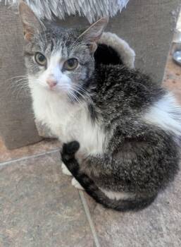 Cry Baby -  Domestic Short Hair Cat for Adoption in Metamora, Illinois - Cry Baby | PetCurious