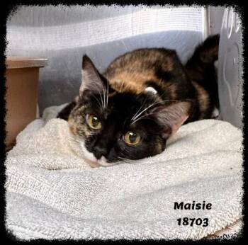 Domestic Short Hair and Tortoiseshell Cats Available for Adoption in Marietta, Georgia - MAISIE | PetCurious