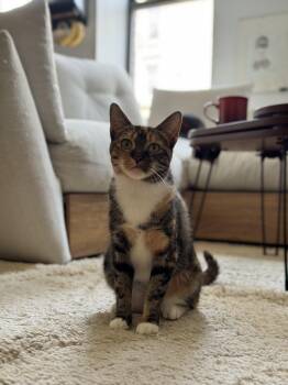 Melody -  Dilute Calico Cat for Adoption - Melody | PetCurious