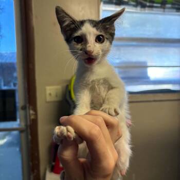 Raph -  Domestic Short Hair Cat for Adoption in Stephenville, Texas - Raph | PetCurious