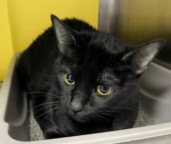 Misfit -  Domestic Short Hair Cat for Adoption in Richland Hills, Texas - Misfit | PetCurious