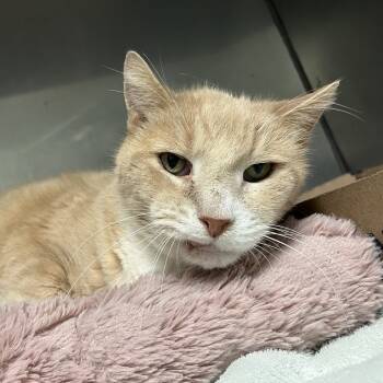 Rescue Domestic Short Hair Cats for Adoption in Lyndhurst, Virginia - Teddy Bear | PetCurious