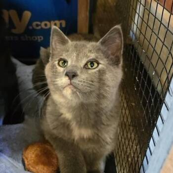 Domestic Short Hair Cats Available for Adoption in Park Falls, Wisconsin - Rosie | PetCurious