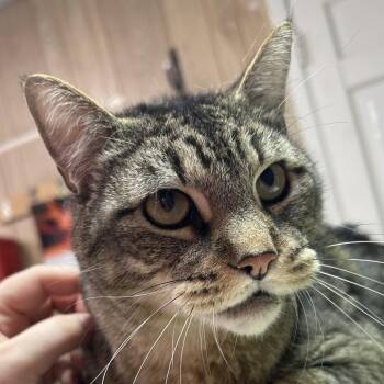 Domestic Short Hair Cats Available for Adoption in Leander, Texas - Rupert | PetCurious