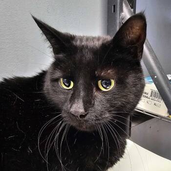 Rescue Domestic Short Hair Cats for Adoption in Summerlee, West Virginia - Sammi | PetCurious