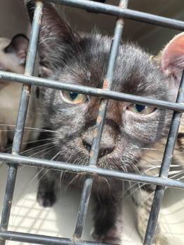 Domestic Short Hair and Siamese Cats Available for Adoption in Cromwell, Kentucky - Pearl | PetCurious