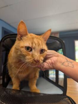 Cheeto -  Tiger Cat for Adoption in Plymouth, Connecticut - Cheeto | PetCurious