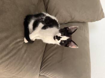 Moo -  Domestic Short Hair Cat for Adoption in Ephrata, Washington - Moo | PetCurious