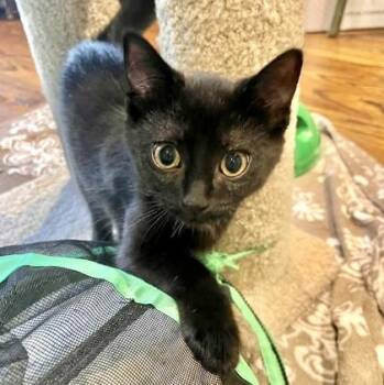 Oreo -  Domestic Short Hair Cat for Adoption in Vaughan, Ontario - Oreo | PetCurious