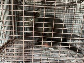 A661965 -  Domestic Short Hair Cat for Adoption in Houston, Texas - A661965 | PetCurious