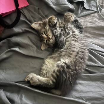 Subi Ru -  Domestic Short Hair Cat for Adoption in Long Beach, California - Subi Ru | PetCurious