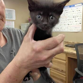 Domestic Short Hair Cats Available for Adoption - Michael Scott In Halethorpe, MD | PetCurious