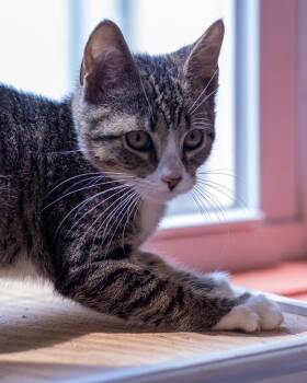 VELA (0077) -  Domestic Short Hair Cat for Adoption in Bridgeport, Connecticut - VELA (0077) | PetCurious