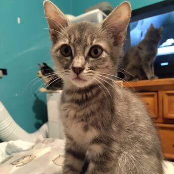 Rescue Domestic Short Hair Cats for Adoption in Los Angeles, California - Liadin | PetCurious