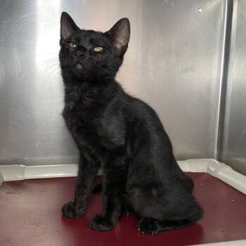 Michael -  Domestic Short Hair Cat for Adoption in Roanoke, Virginia - Michael | PetCurious