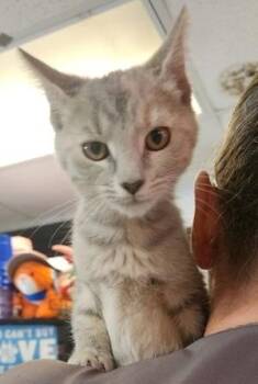 Tessa -  Dilute Calico and Domestic Short Hair Cat for Adoption in North Myrtle Beach, South Carolina - Tessa | PetCurious
