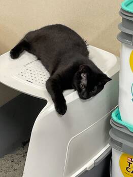 Milky Way Tag 601 -  Domestic Short Hair Cat for Adoption in Central Islip, New York - Milky Way Tag 601 | PetCurious
