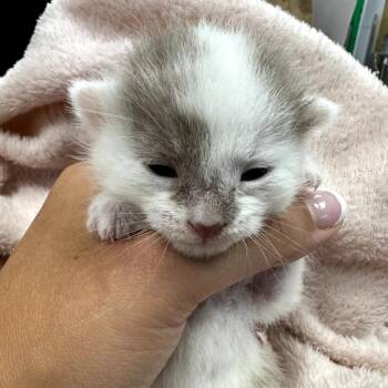 Posey -  Domestic Short Hair Cat for Adoption in Mount Vernon, Indiana - Posey | PetCurious