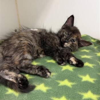 Haiku -  Domestic Short Hair Cat for Adoption in Hawthorne, California - Haiku | PetCurious