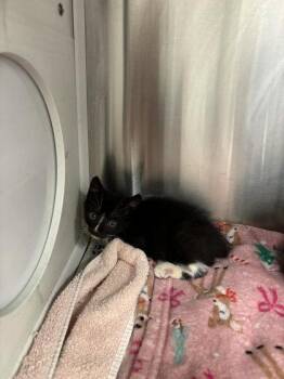 Pastrami -  Domestic Short Hair Cat for Adoption in Atlanta, Georgia - Pastrami | PetCurious