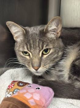 Domestic Short Hair Cats Available for Adoption in Santa Rosa, California - Obie | PetCurious