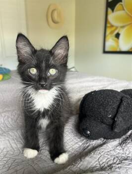 SIMON -  Domestic Medium Hair Cat for Adoption in Tustin, California - SIMON | PetCurious
