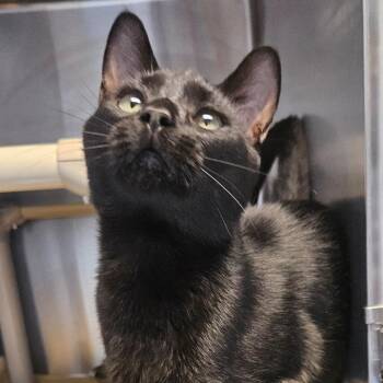 Domestic Short Hair Cats Available for Adoption in Barron, Wisconsin - Stitch | PetCurious