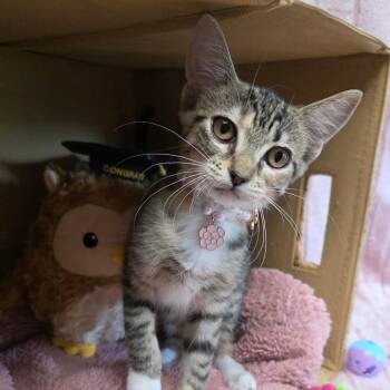 Tilly -  American Shorthair Cat for Adoption in Wiggins, Mississippi - Tilly | PetCurious