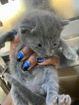 Rescue Domestic Short Hair Cats for Adoption in Dallas, Texas - KIMMY | PetCurious