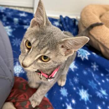 Donna -  Domestic Short Hair Cat for Adoption in Carroll, Iowa - Donna | PetCurious