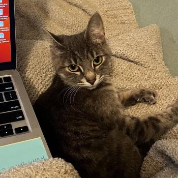 Domestic Short Hair Cats Available for Adoption - Laurel | PetCurious