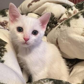 Tiabeanie -  Domestic Short Hair Cat for Adoption in Warr Acres, Oklahoma - Tiabeanie | PetCurious