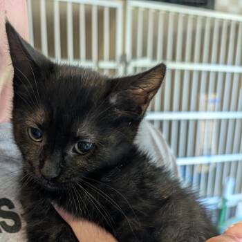 Tomato -  Domestic Short Hair Cat Available for Adoption in Calverton, New York - Tomato | PetCurious
