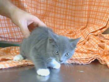 Rescue Domestic Short Hair Cats for Adoption in Sacramento, California - A904355 | PetCurious