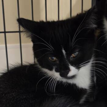 Pavlova -  Domestic Short Hair Cat for Adoption in Muncie, Indiana - Pavlova | PetCurious