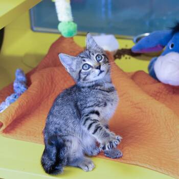 Fur-Oshis -  Domestic Short Hair Cat for Adoption in Abilene, Texas - Fur-Oshis | PetCurious