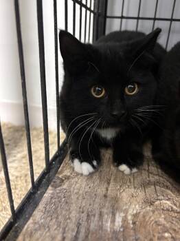 Rescue Domestic Short Hair Cats for Adoption in Algona, Iowa - HADLEY | PetCurious