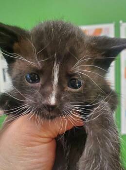 Galaga -  Domestic Short Hair Cat for Adoption in Kansas City, Missouri - Galaga | PetCurious