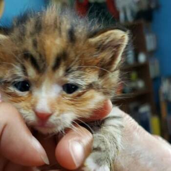 Bernice -  Domestic Short Hair Cat for Adoption in Coos Bay, Oregon - Bernice | PetCurious