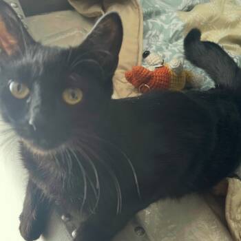 Rescue Domestic Short Hair Cats for Adoption in Long Beach, California - Perkins | PetCurious
