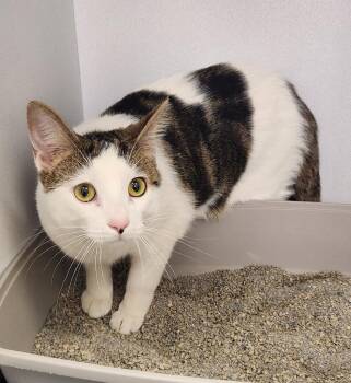 American Shorthair Cats Available for Adoption - Skoka | PetCurious