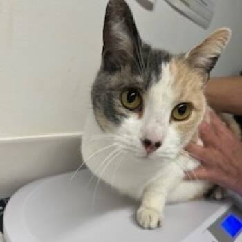 Rescue Domestic Short Hair Cats for Adoption in St. Louis, Missouri - Princess Young | PetCurious